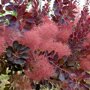 Cotinus coggygria 'Royal Purple'
